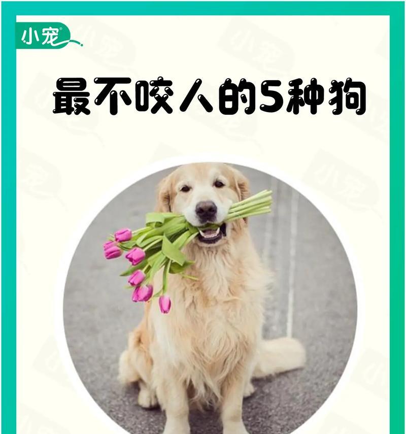 狗为何会产生咬人的欲望？（探寻狗咬人行为的原因和解决方法）