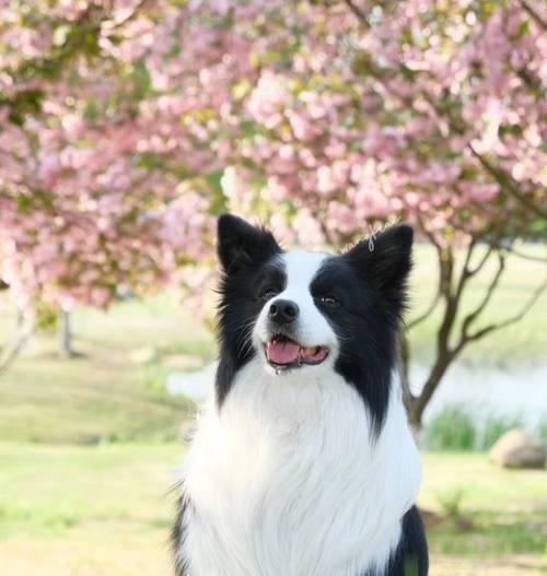 探索边牧的品种和特点（了解边牧犬的分类和养殖技巧）