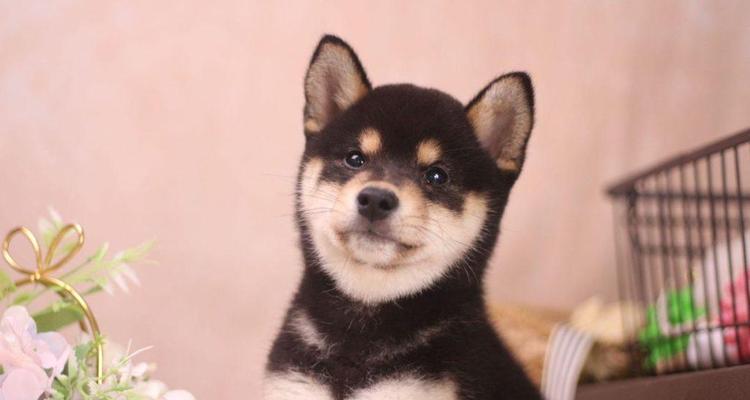 柴犬胡子的多彩之美（探究柴犬胡子的颜色奥秘）