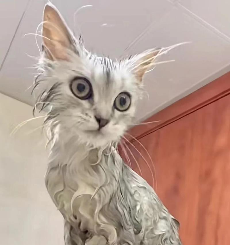 小猫三个月大为什么拉稀？（探究小猫拉稀的原因及处理方法）