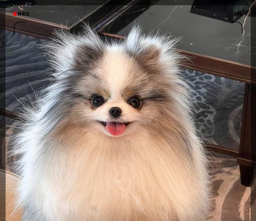探讨博美犬的最佳毛色选择（从色素基因到视觉效果，揭开博美犬毛色的奥秘）