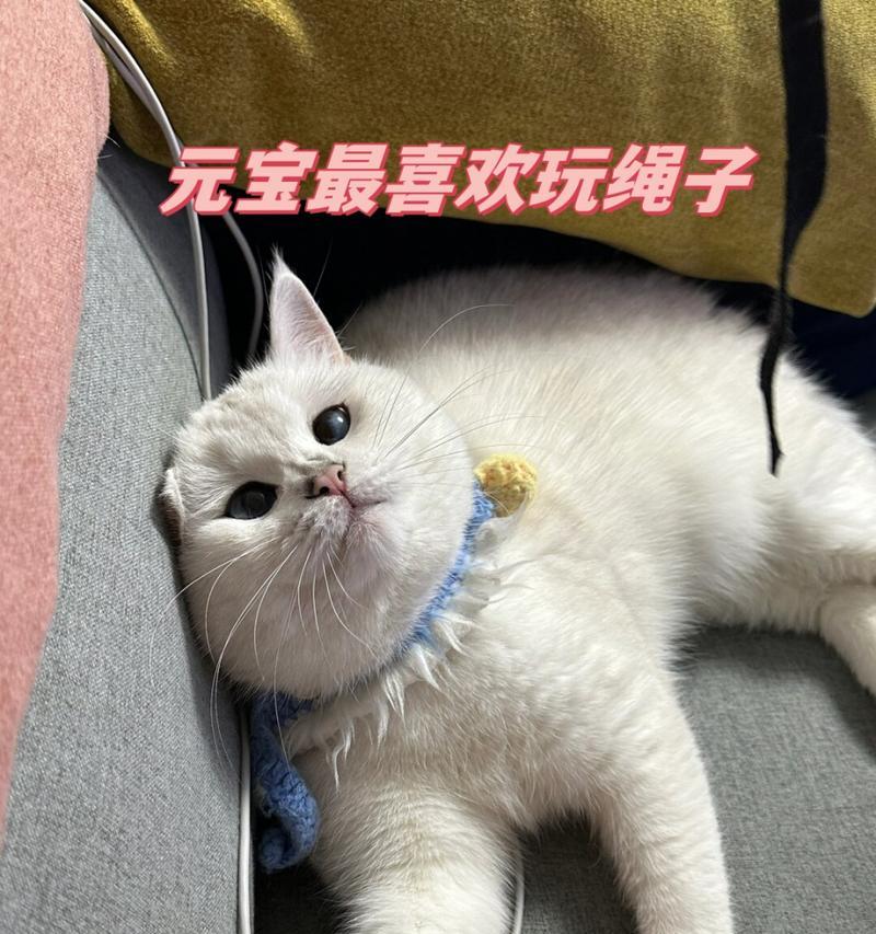 猫咪的喜爱之所——玩耍的乐园（揭秘猫咪的好奇心和活力，探寻它们的兴趣爱好）
