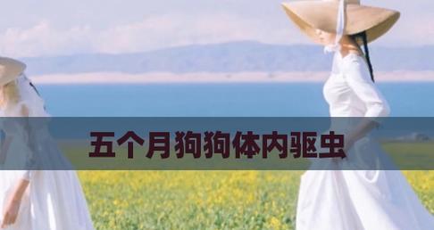 五个月狗狗的主要饮食及营养需求（为您的狗狗提供健康的成长）