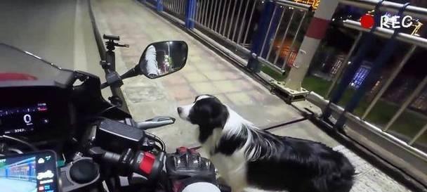 边牧为什么跳着跑？（揭秘边牧独特的奔跑方式）