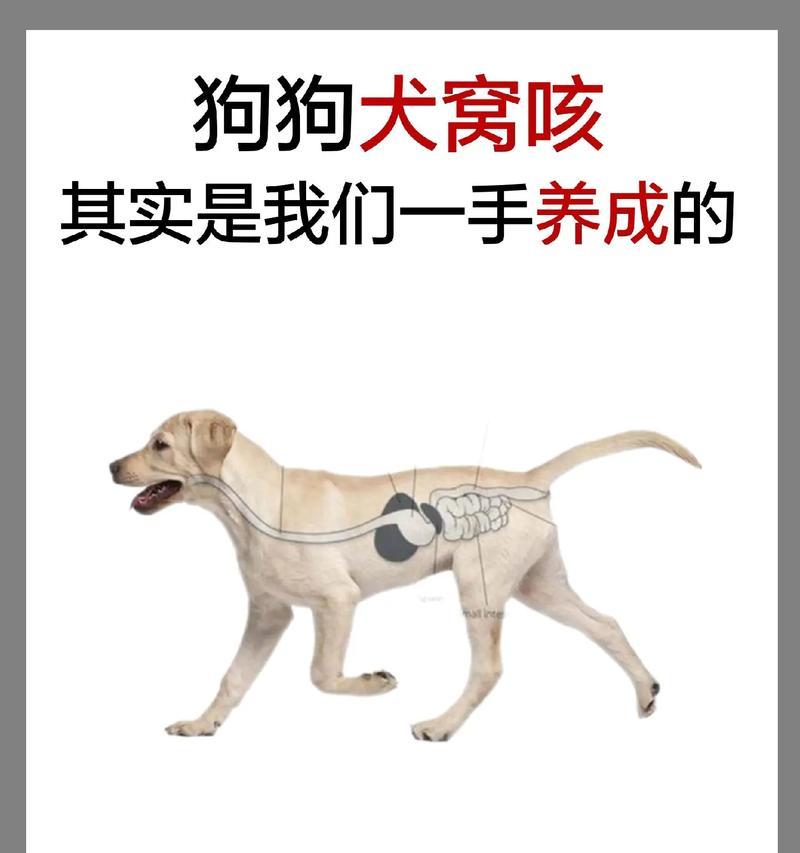 养狗必打的针有哪些？（详解养狗必打的各种针对疾病的预防措施）