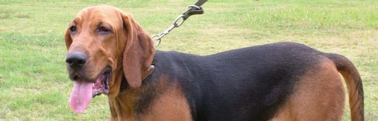 猎犬中的冠军——哪个狗品种打猎排名第一？（揭秘猎犬界的王者，让你一探究竟）