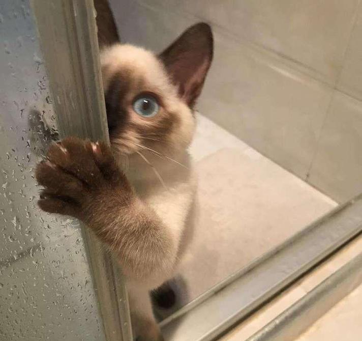 揭秘小猫喜欢蹲厕所的原因（探索小猫行为之迷）