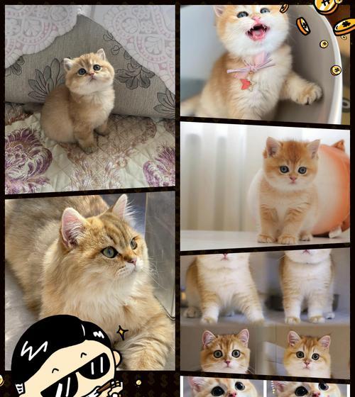猫毛色变淡，食疗正当时（探究猫毛色变淡的原因及改善方法，食物调理成关键）